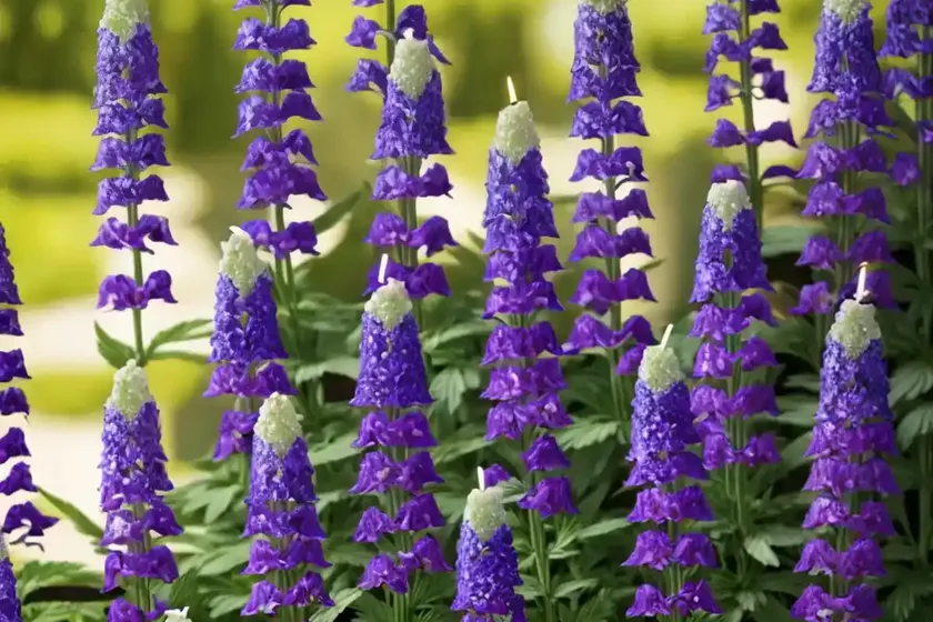 Delphinium king arthur group (candle larkspur) — photo 2