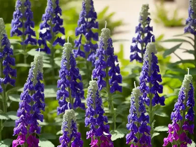 Delphinium King Arthur Group (Candle Larkspur)
