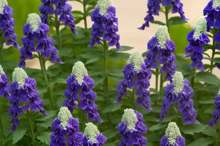 Delphinium new zealand ‘mini stars’ (candle larkspur) — photo 2