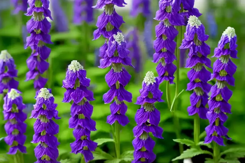 Delphinium new zealand ‘mini stars’ (candle larkspur) — photo 3