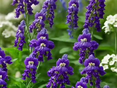 Delphinium New Zealand ‘Mini Stars’ (Candle Larkspur)