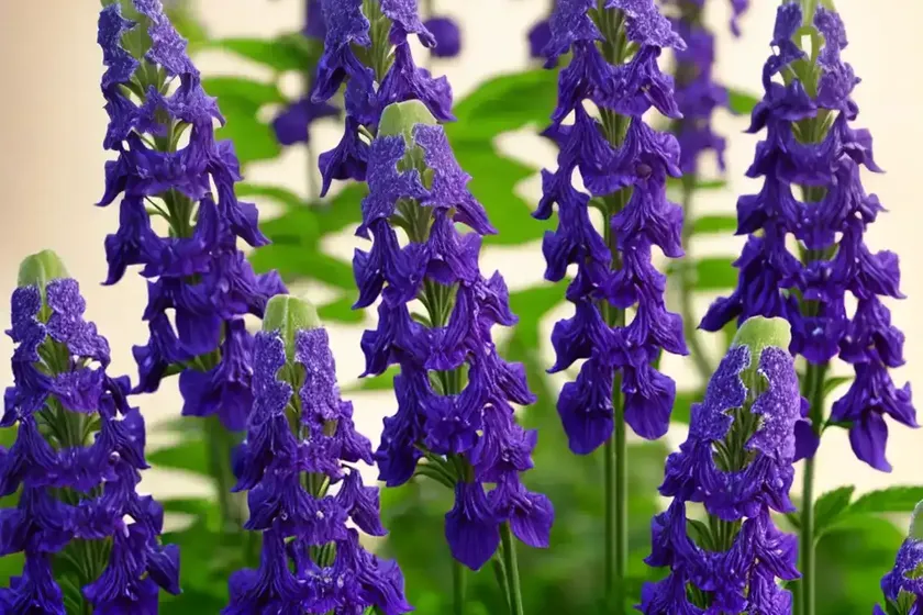 Delphinium new zealand ‘stars’ (candle larkspur) — photo 2