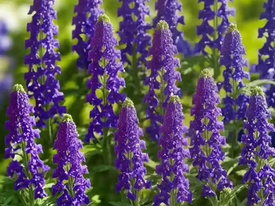 Delphinium Tricorne (Dwarf Larkspur)