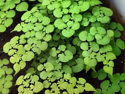 Delta Maidenhair Fern (Adiantum Raddianum)