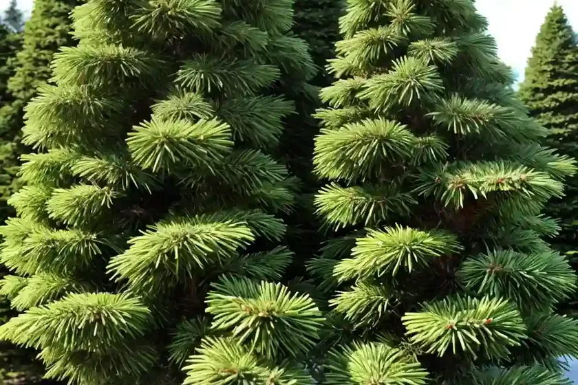 Deodar cedar (cedrus deodara) — photo 3