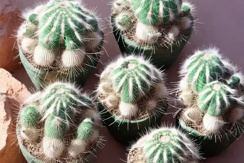 Desert gem cactus (mammillaria vetula ssp. gracilis) — photo 2