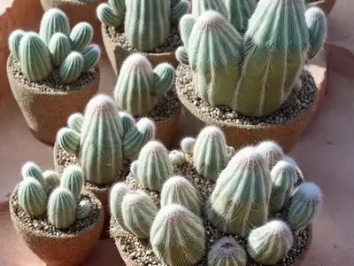 Desert Gem Cactus (Mammillaria Vetula Ssp. Gracilis)
