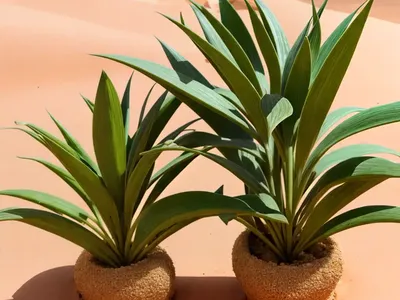Desert Spoon (Dasylirion Serratifolium)