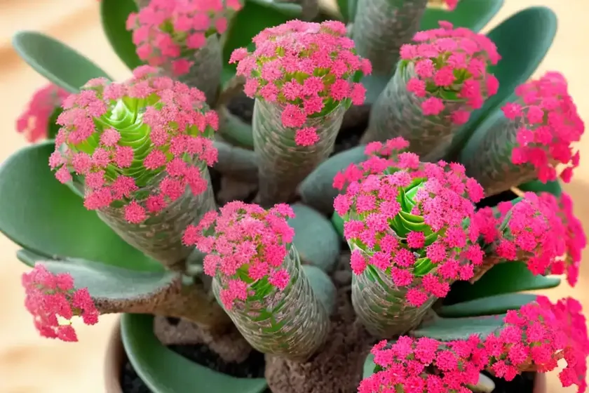 Desert surprise (kalanchoe humilis ‘desert surprise’) — photo 3