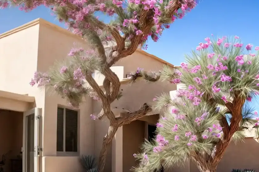 Desert willow (chilopsis linearis) — photo 2