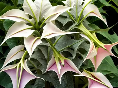 Devil’s Trumpet (Datura Innoxia)