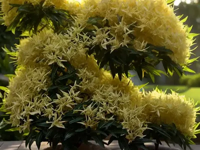 Devilwood (Osmanthus Armatus)