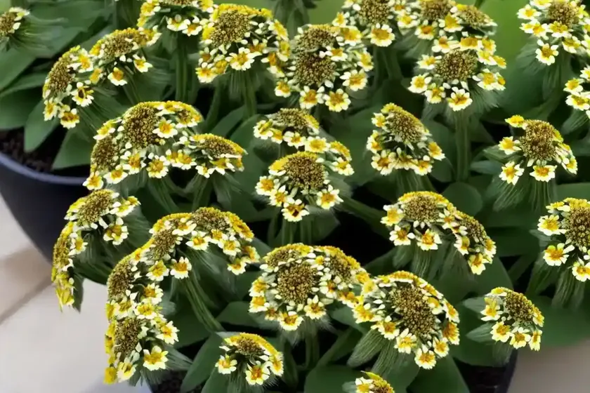 Diamondflowers (stenaria nigricans) — photo 3