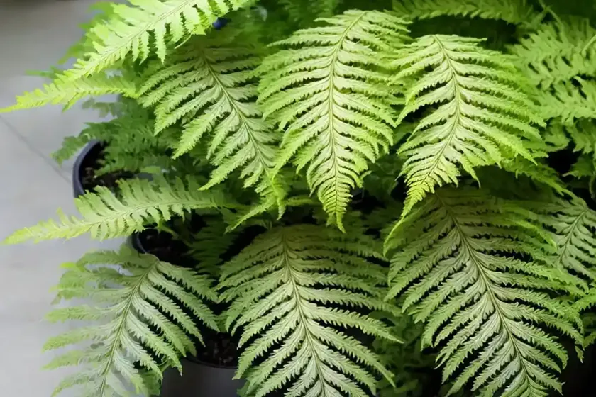 Diamondleaf fern (lophosoria quadripinnata) — photo 2
