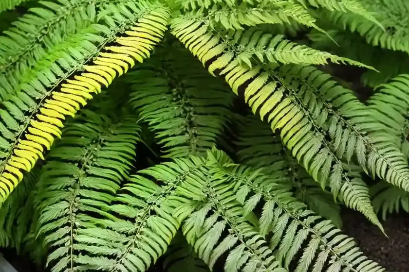 Diamondleaf fern (lophosoria quadripinnata) — photo 3