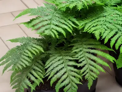 Diamondleaf Fern (Lophosoria Quadripinnata)