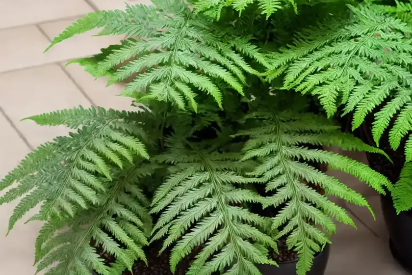 Diamondleaf fern (lophosoria quadripinnata)