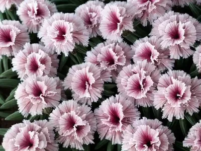 Dianthus Early Bird Frosty (Pink)
