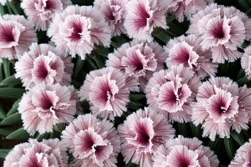 Dianthus early bird frosty (pink)