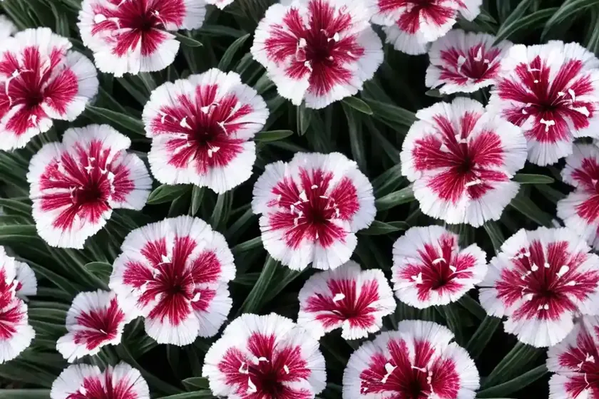 Dianthus firewitch (dianthus gratianopolitanus ‘firewitch’) — photo 2