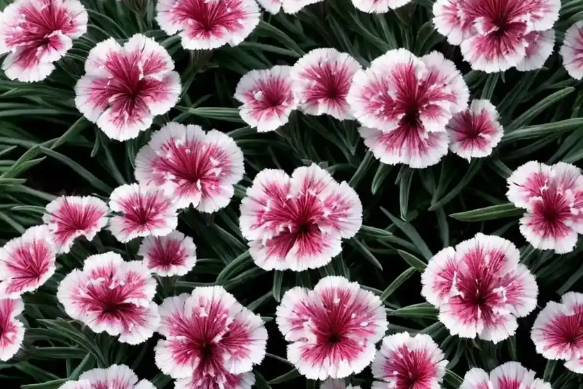 Dianthus firewitch (dianthus gratianopolitanus ‘firewitch’) — photo 3