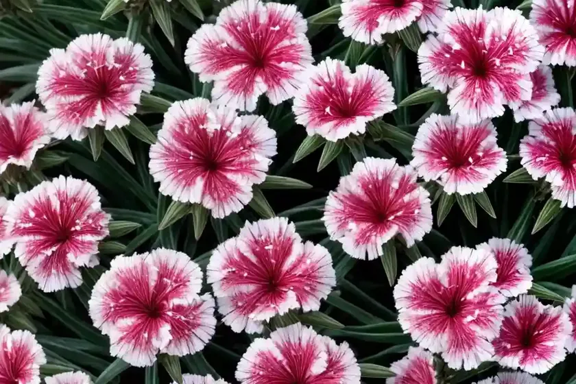 Dianthus firewitch (dianthus gratianopolitanus ‘firewitch’)