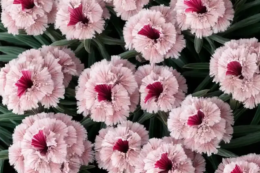 Dianthus ‘frosty fire’ (pink) — photo 2