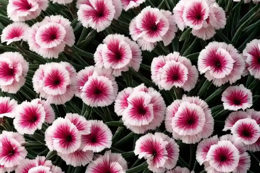 Dianthus ‘frosty fire’ (pink) — photo 3