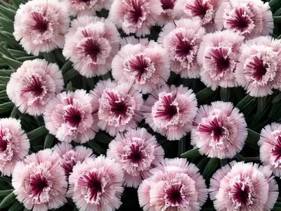 Dianthus ‘Frosty Fire’ (Pink)
