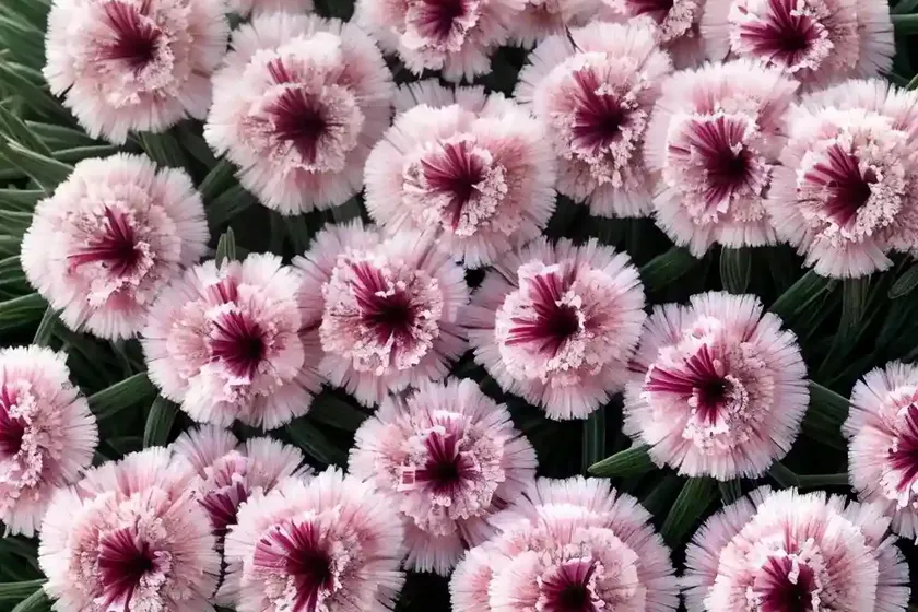 Dianthus ‘frosty fire’ (pink)