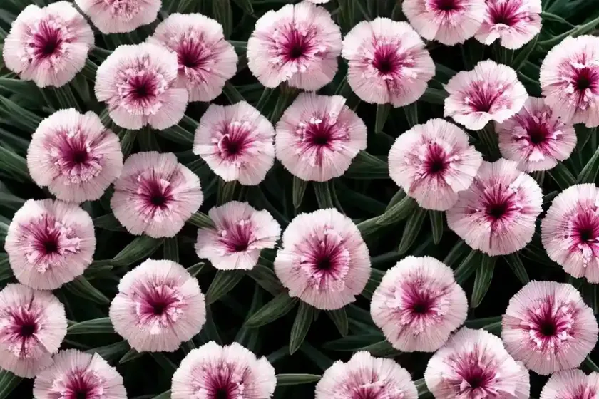 Dianthus gratianopolitanus (cheddar pink) — photo 3