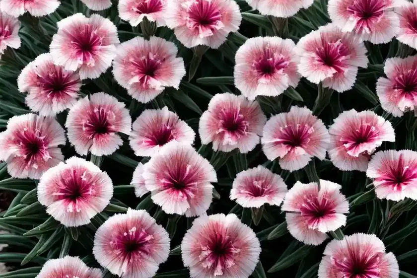 Dianthus gratianopolitanus ‘firewitch’ (cheddar pink) — photo 2