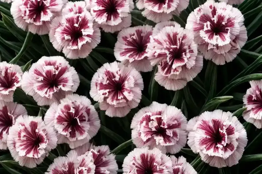 Dianthus gratianopolitanus ‘firewitch’ (cheddar pink) — photo 3