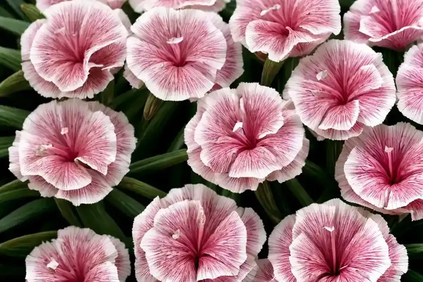 Dianthus ‘key lime pie’ (pink) — photo 2