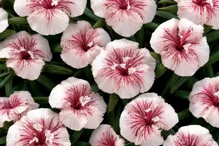 Dianthus ‘key lime pie’ (pink) — photo 3