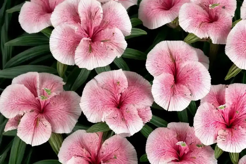 Dianthus ‘key lime pie’ (pink)