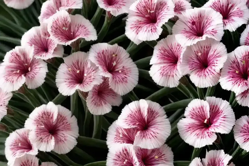 Dianthus plumarius ‘laced monach’ (pink) — photo 2