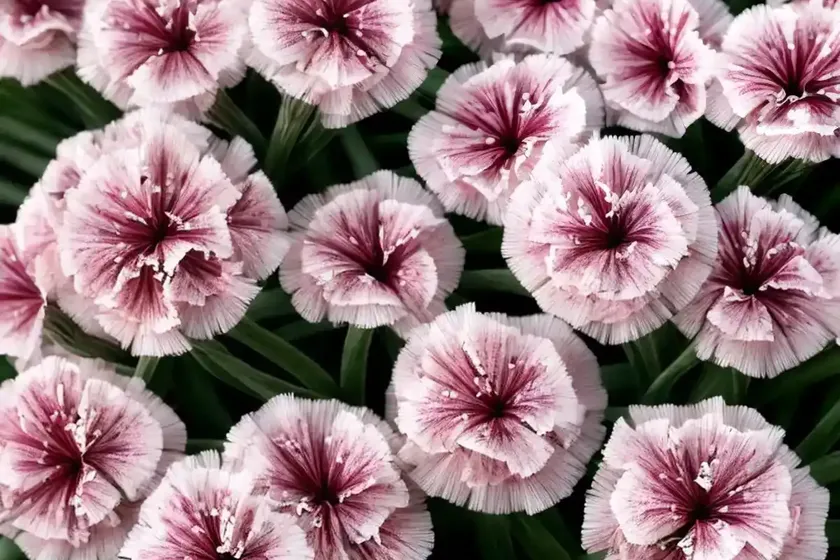 Dianthus plumarius ‘laced monach’ (pink) — photo 3