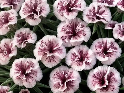 Dianthus Plumarius ‘Laced Monach’ (Pink)