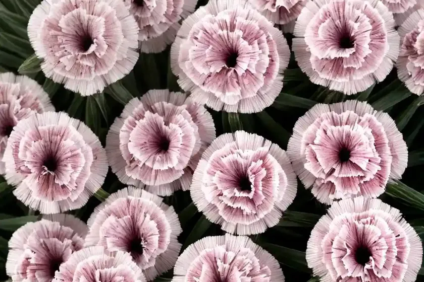Dianthus ‘sweetie pie’ (pink) — photo 2