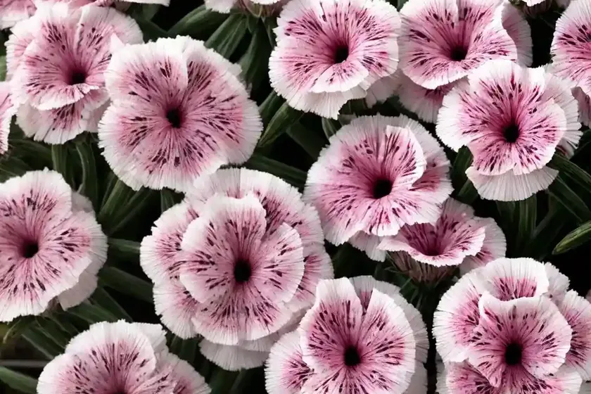 Dianthus ‘sweetie pie’ (pink) — photo 3
