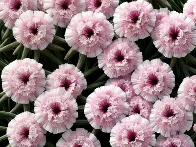 Dianthus ‘Sweetie Pie’ (Pink)