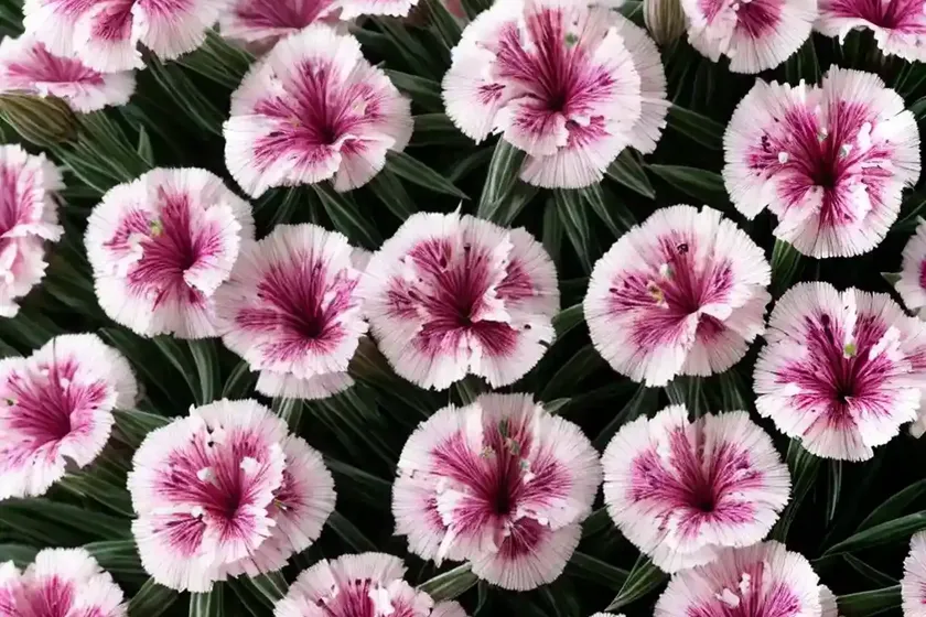 Dianthus ‘vivid bright light’ (pink) — photo 2