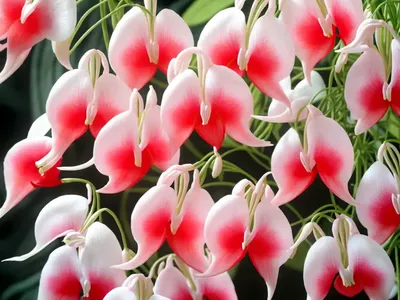 Dicentra Eximia (Dicentra Eximia)