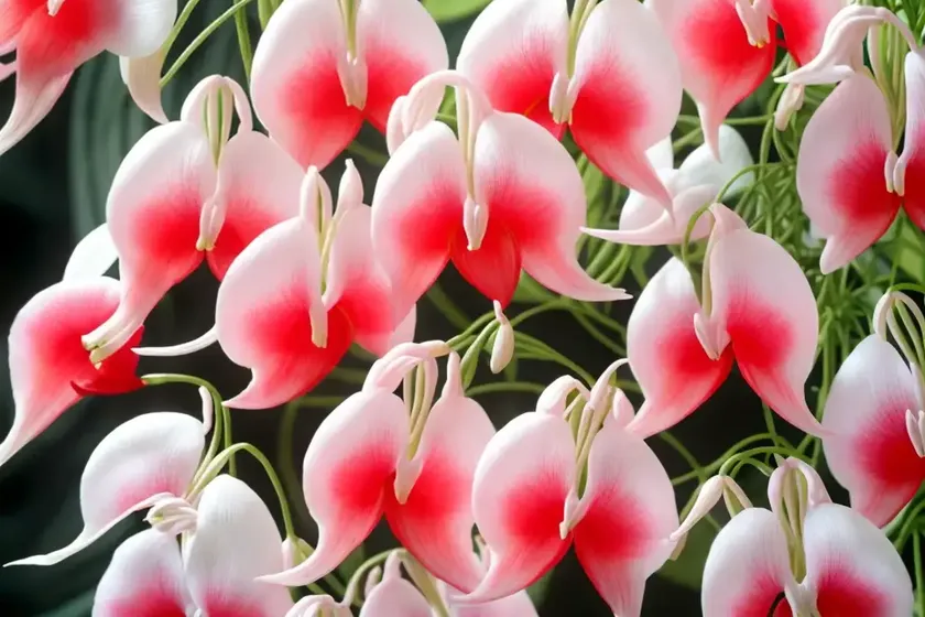 Dicentra eximia (dicentra eximia)