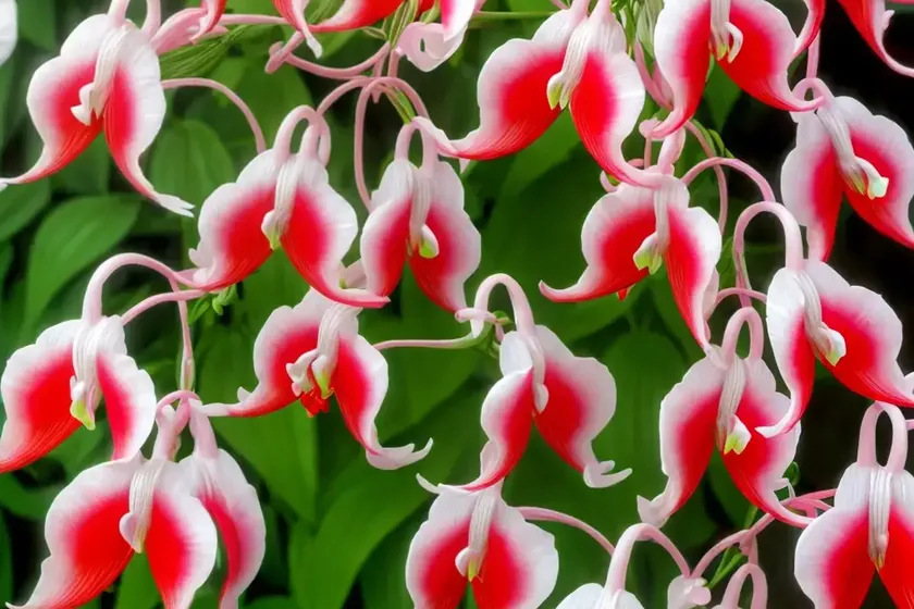 Dicentra eximia (fringed bleeding heart) — photo 3