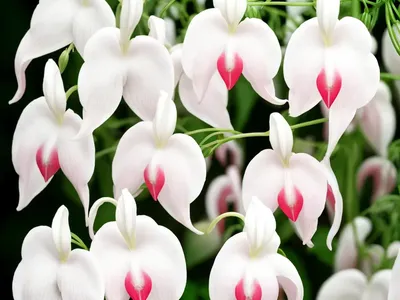 Dicentra Spectabilis ‘Alba’ (Bleeding Heart)