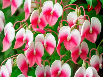 Dicentra Spectabilis (Bleeding Heart)