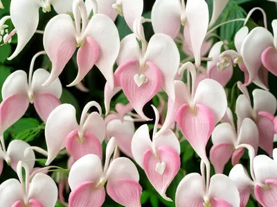 Dicentra Spectabilis ‘White Gold’ (Bleeding Heart)