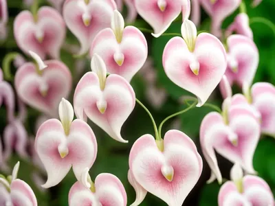 Dicentra ‘Stuart Boothman’ (Bleeding Heart)